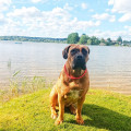VESTA S.A. BOERBOEL VESTA S.A. BOERBOEL