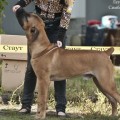 LEGENDA AFRIKI SIMBA MARON NAKIL LEGENDA AFRIKI SIMBA MARON NAKIL