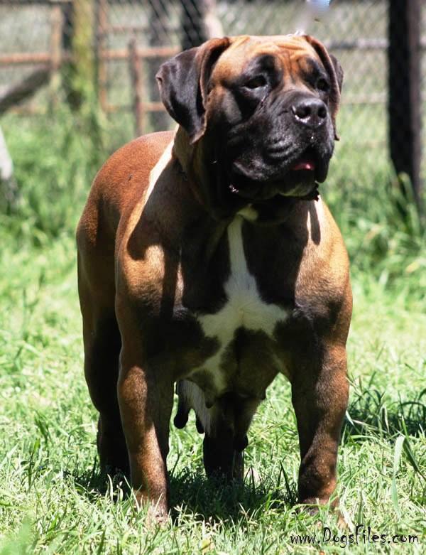 KLEIN SANDFONTEIN MILLY » Pedigree database Boerboel;