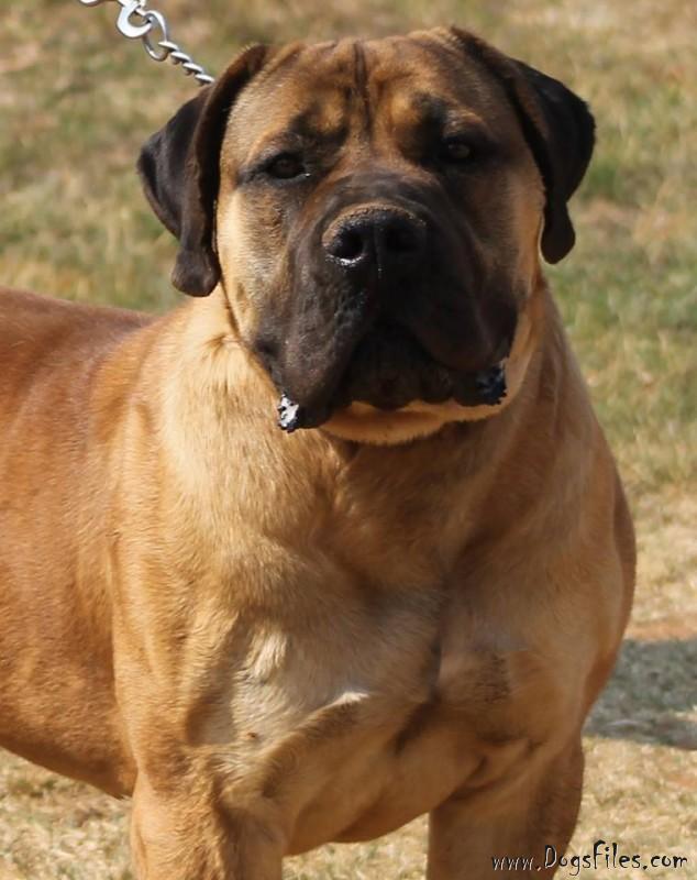 MIDDELPOS VICTOR » Pedigree database Boerboel;