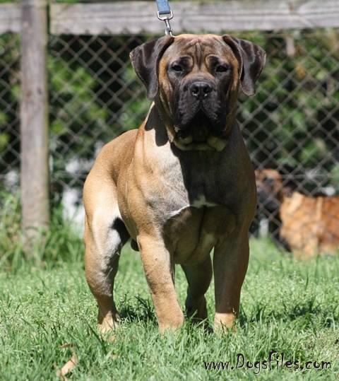 KLEIN SANDFONTEIN STARBUCKS » Pedigree database Boerboel;