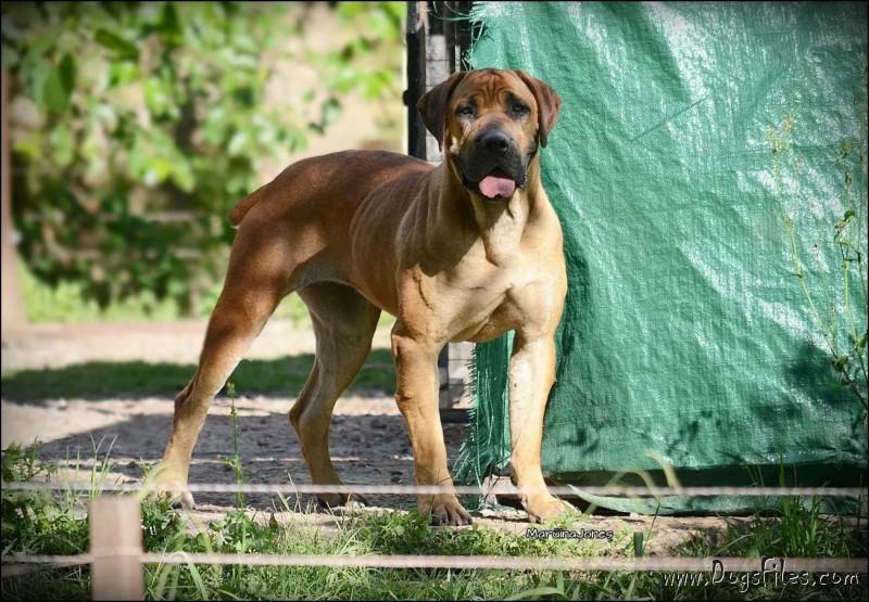 boerboel negro