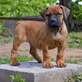 YANTARNY BEREG CHARISSA ADANNAYA
