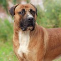SAVANNA BOERBOELE ARIEL