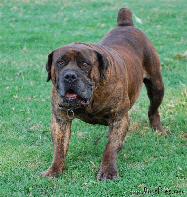 MARVELL ROMMEL » Pedigree database Boerboel;