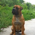 BALKAN FROM SOUTH AFRIKA BALKAN FROM SOUTH AFRIKA