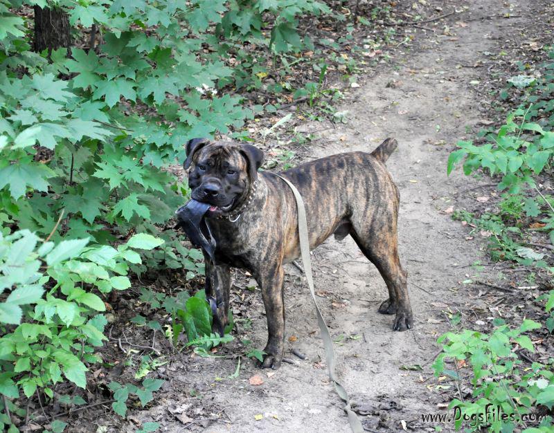 boerboel negro