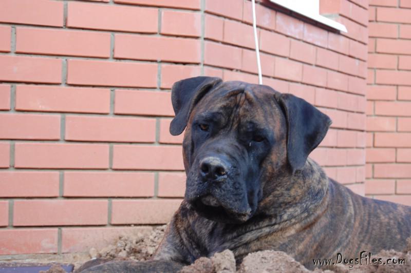 boerboel negro