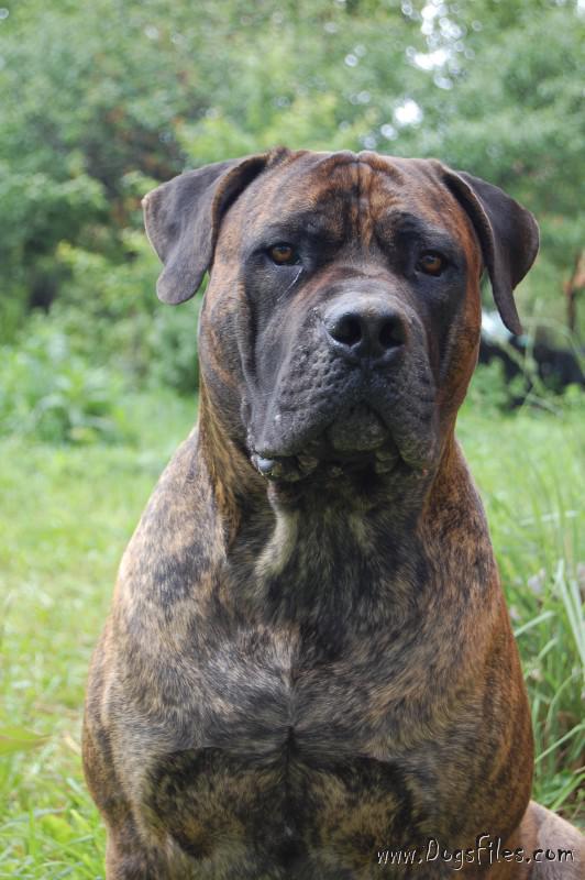 LEGENDA AFRIKI NEGRO BANDERAS » Pedigree database Boerboel;