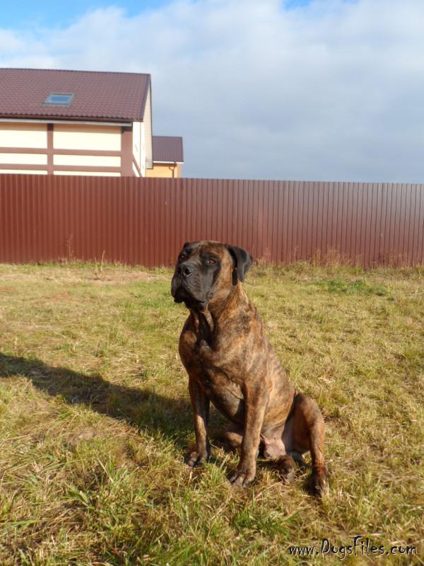 boerboel negro