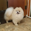 ZVYOZDNII MAL'CHIK SMOLGIV ZVYOZDNII MAL'CHIK SMOLGIV