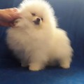 SHOKOLADNAYA FANTAZIYA ELENI ZHAN ARMAN SHOKOLADNAYA FANTAZIYA ELENI ZHAN ARMAN