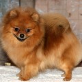STARPOM PONOCHKA