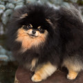 KAMA POM STAYL ZARA FOR FILO D'ORO