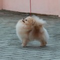 TSVETOK UDACHI SMOLGIV TSVETOK UDACHI SMOLGIV