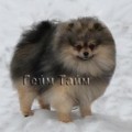 FLUFFY MAGIC MAGISTR