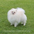 GAVROSH SMOLGIV GAVROSH SMOLGIV