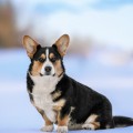 DOM CORGI CENTIFOLIA