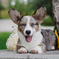 BERNSTEIN HUND MAXIMUS