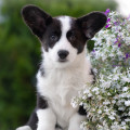 BERNSTEIN HUND MILANA