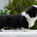 BERNSTEIN HUND MONIKA BELUCHI