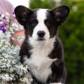 BERNSTEIN HUND MAIKUS