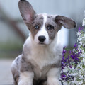 BERNSTEIN HUND MORIARTI