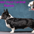 BERNSTEIN HUND KARDINAL RISHELYE