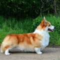 ADELHUND HONEYMOON