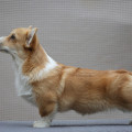 FREELIFE DOG MORTON