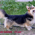 CORGILANDIA HULLYGULLY CORGILANDIA HULLYGULLY