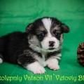 VELIKOLEPNIY VATSON VIL'VETOVIY BLUEZ