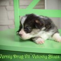 VERNIY DRUG VIL'VETOVIY BLUEZ