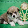 VONDERFUL WIND VIL'VETOVIY BLUEZ