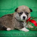 VOLSHEBNIY VEKTOR VIL'VETOVIY BLUEZ