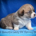 VIZIT BEAUTIFUL LADY VIL'VETOVIY BLUEZ