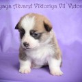 VESENNYAYA AKVAREL VIKTORIYA VIL'VETOVIY BLUEZ