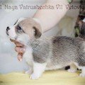 VANIL'NAYA VATRUSHECHKA VIL'VETOVIY BLUEZ