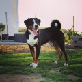 MONTY IS SIAULIU MONTY IS SIAULIU