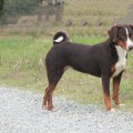 CA' DEL CORSI DALILA CA' DEL CORSI DALILA