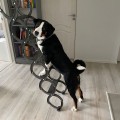 ODDY IS SIAULIU ODDY IS SIAULIU