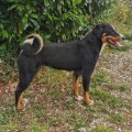 CA' DEL CORSI SHAMANE CA' DEL CORSI SHAMANE