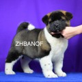 ZHBANOF STIVEN BLACK PRINCE ZHBANOF STIVEN BLACK PRINCE