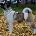 DOGART LINE EVOLUTION LUXURY DOGART LINE EVOLUTION LUXURY
