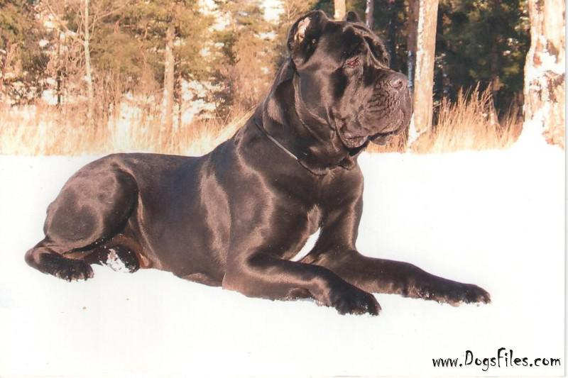 Кане корсо коричневый окрас фото SOL'VADZHIO " Pedigree database Cane Corso Italiano