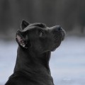 RAISING STAR KUMIR RAISING STAR KUMIR