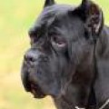 GRETTA FIRST DLYA DINASTII CHEMPIONOV GRETTA FIRST DLYA DINASTII CHEMPIONOV