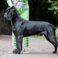 PRIMA SQUADRA CESAR