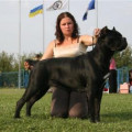 CENZURA IZ DINASTII CHEMPIONOV CENZURA IZ DINASTII CHEMPIONOV