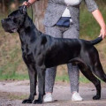ZODIAC ROYAL MORE IZ DINASTII CHEMPIONOV ZODIAC ROYAL MORE IZ DINASTII CHEMPIONOV